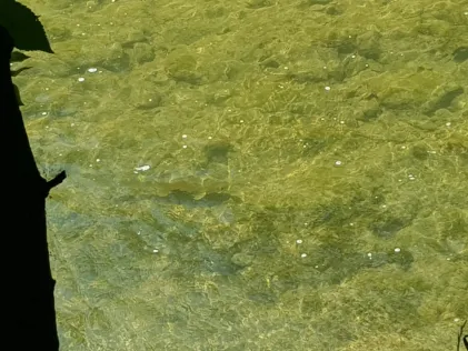 Rotach (Oberteuringen)