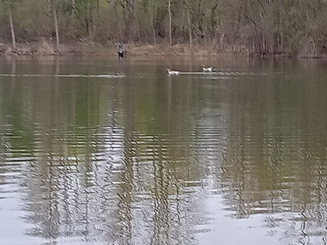 Inselsee (Scharnebeck) angeln