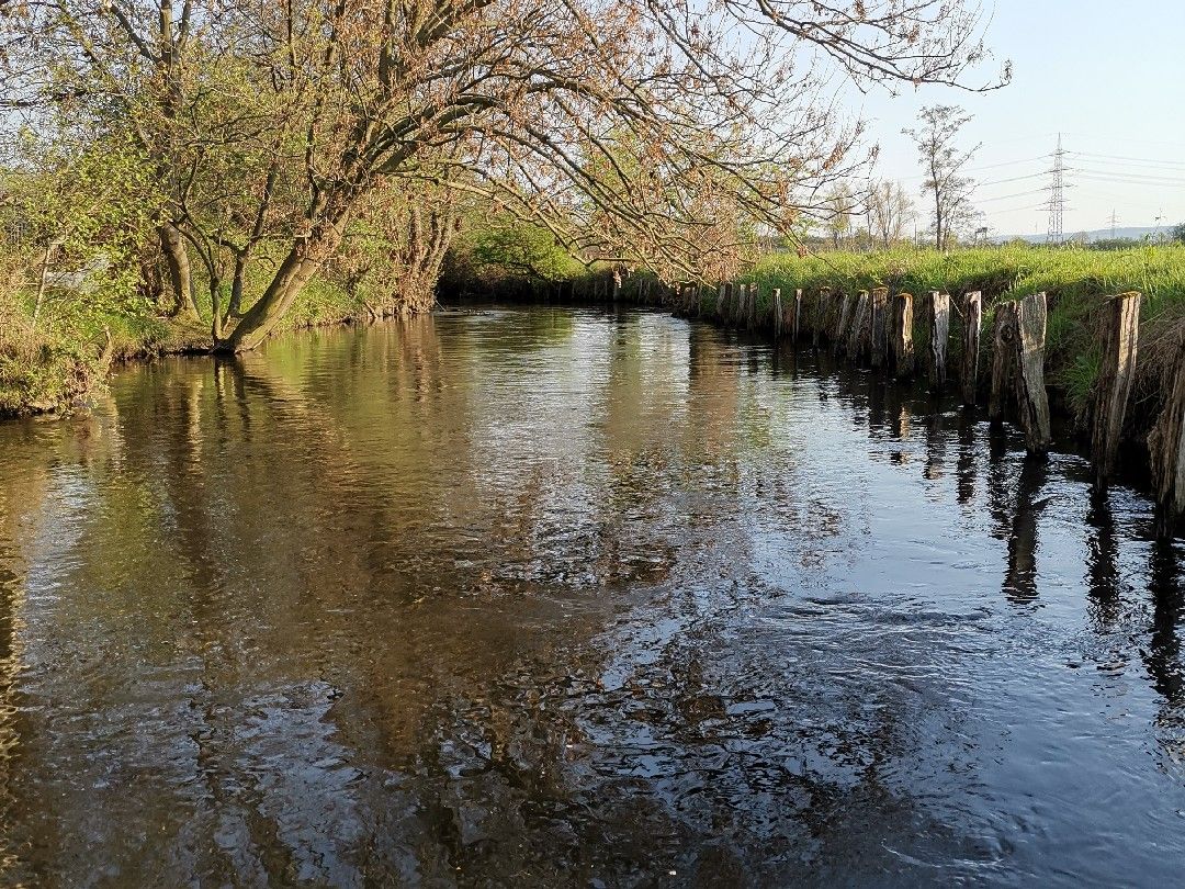 Mühlenteich (Düren) angeln