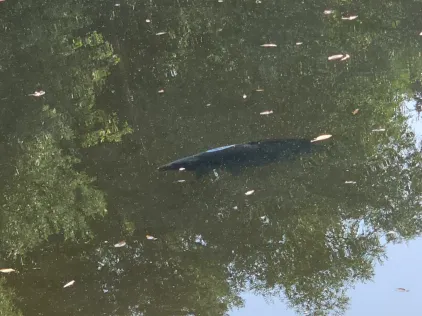 Zernitzer Teich
