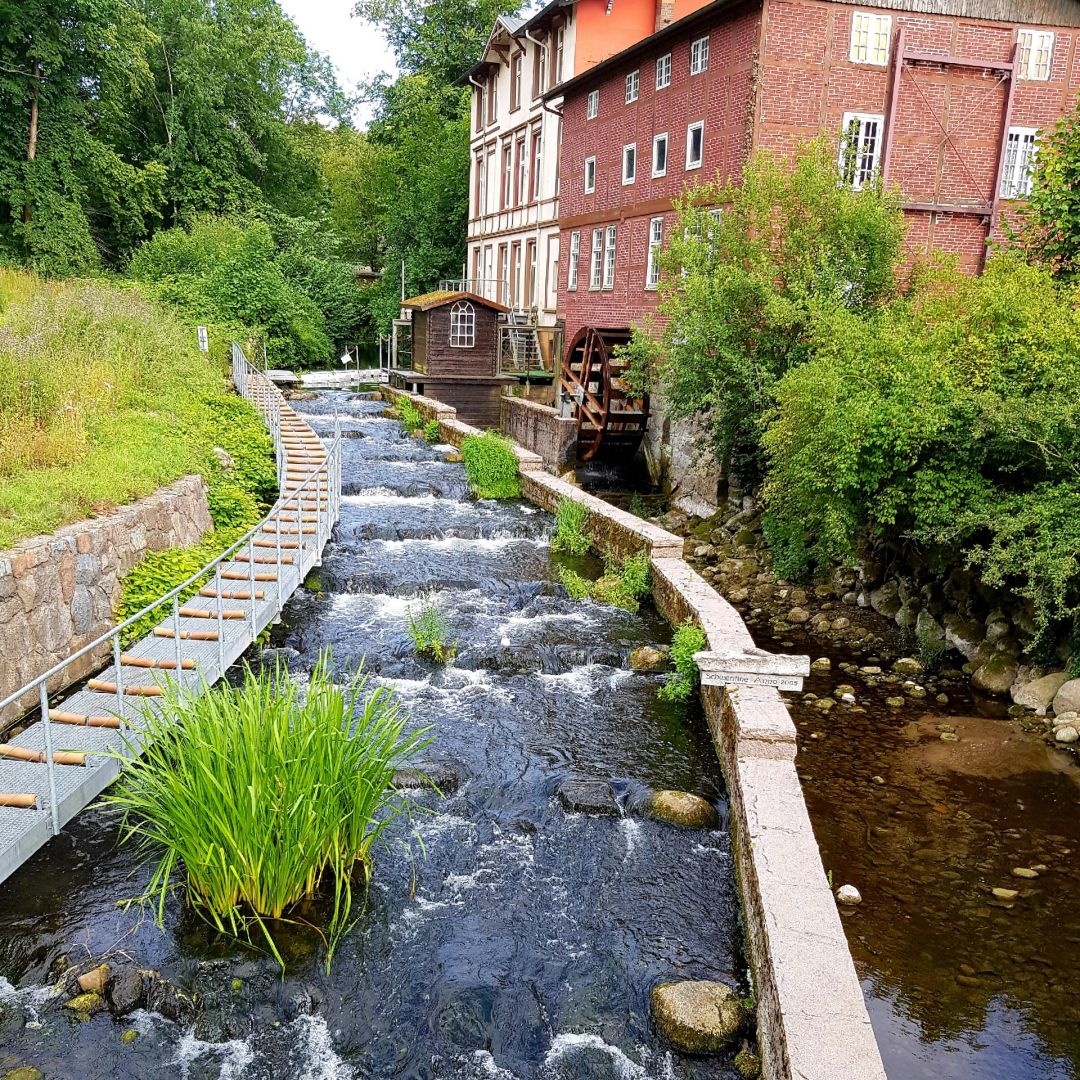 Schwentine (Bad Malente-Gremsmühlen) angeln