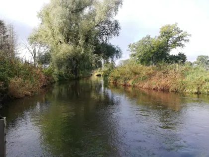 Schaale