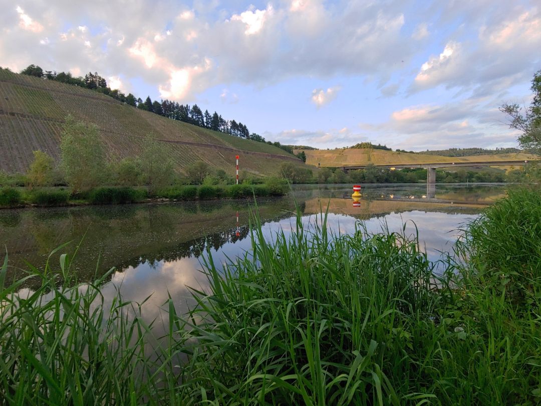 Mosel (Brauneberg-Mülheim) angeln