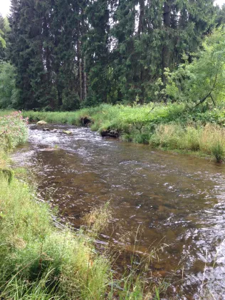 Zwickauer Mulde (Schönheide)
