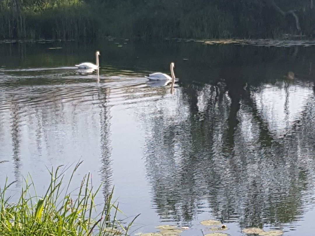 Ehle (Gerwisch) angeln