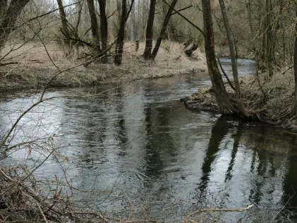 Weißer Main (Kulmbach)