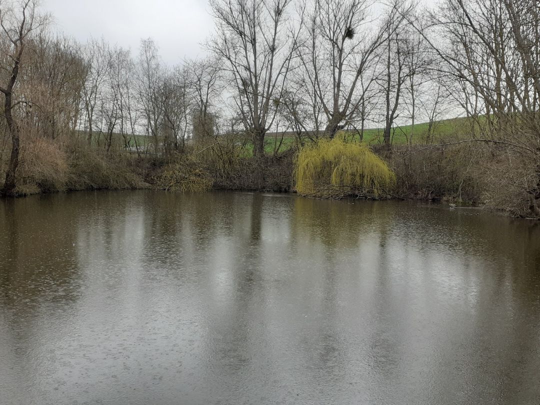 Teich Seinstedt angeln