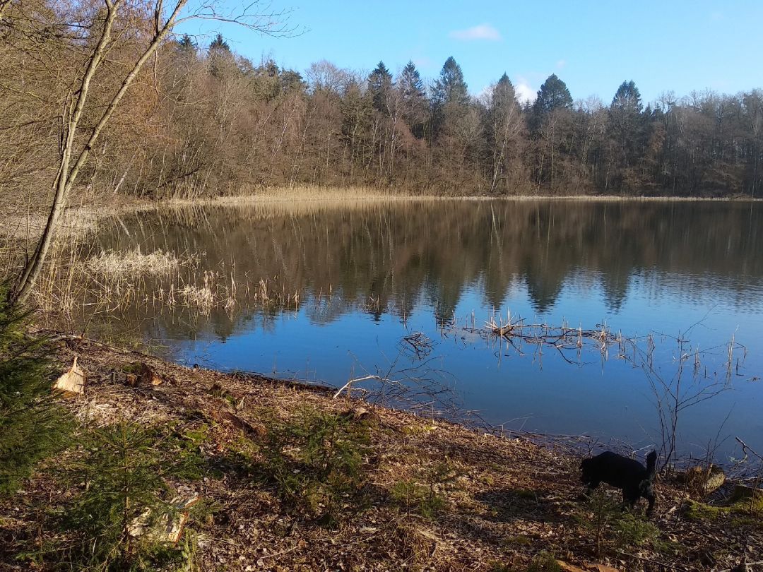 Triensee (Jesendorf) angeln