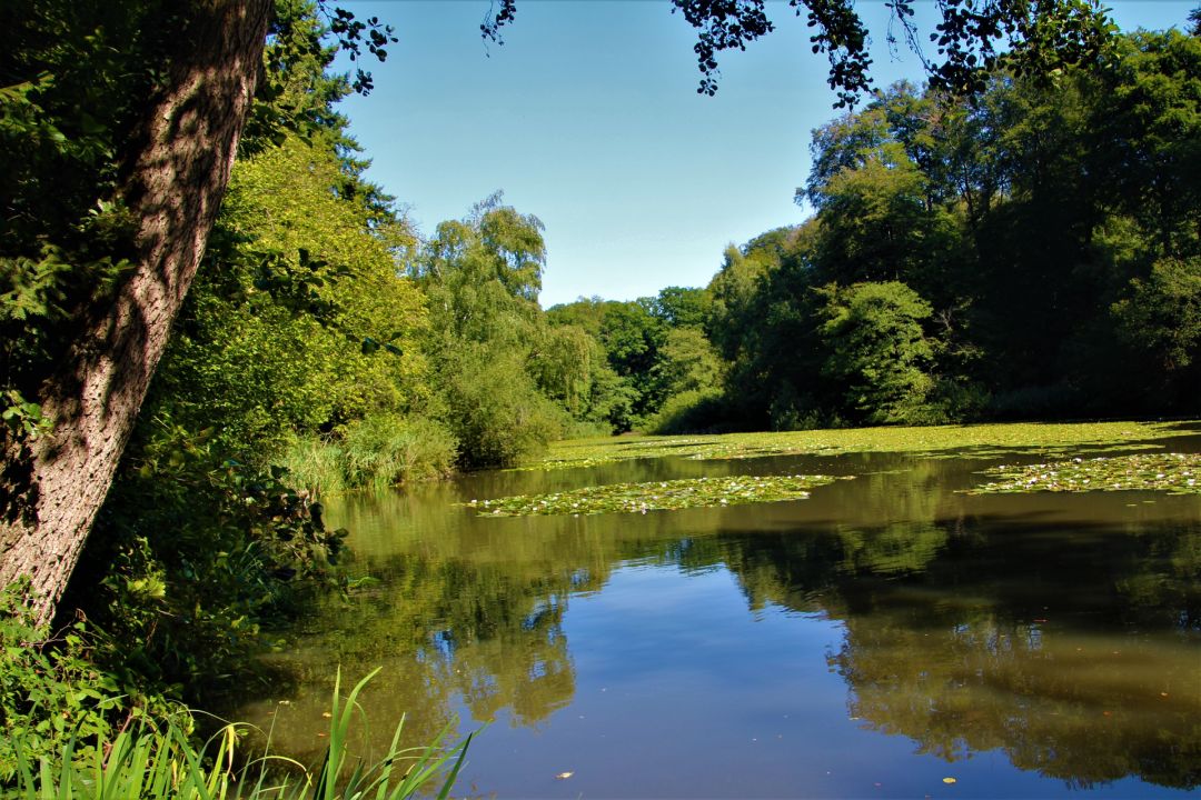 Kühlerweiher (Doveren) angeln