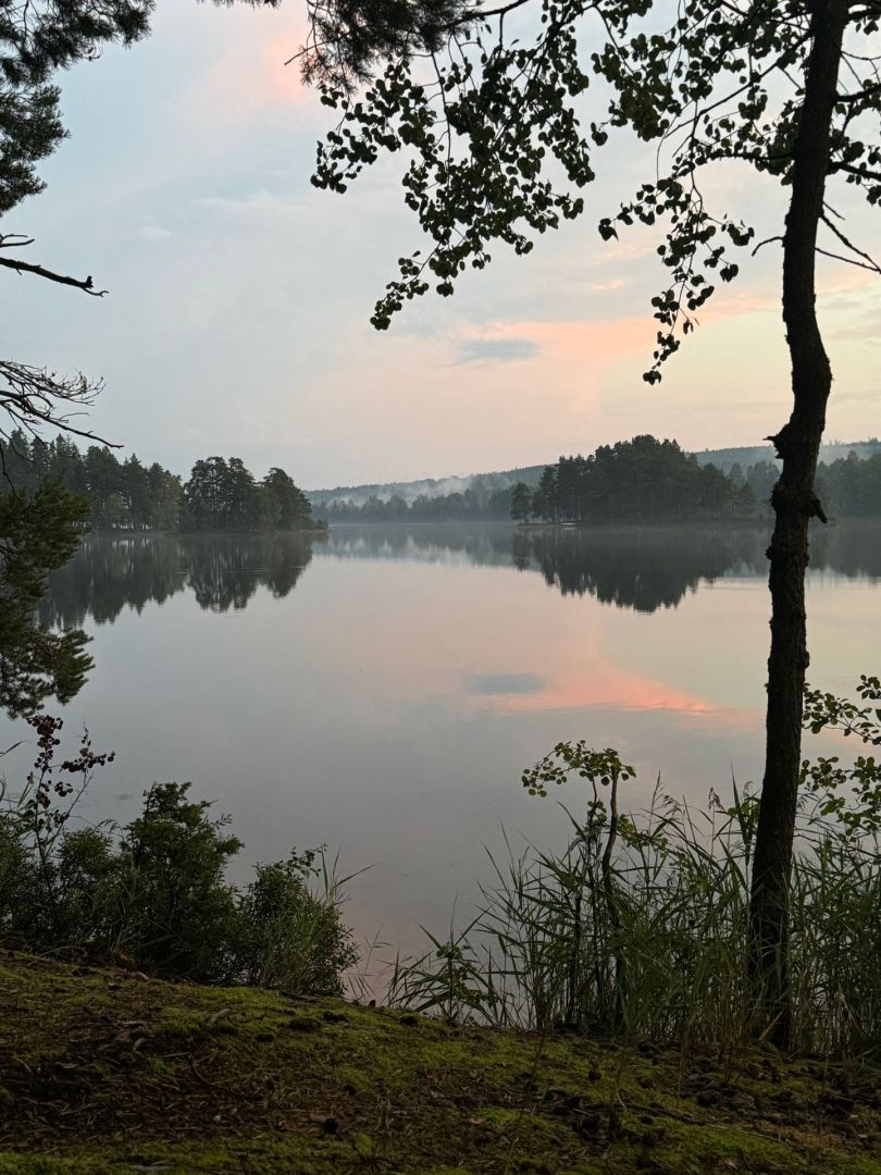 Stråken angeln