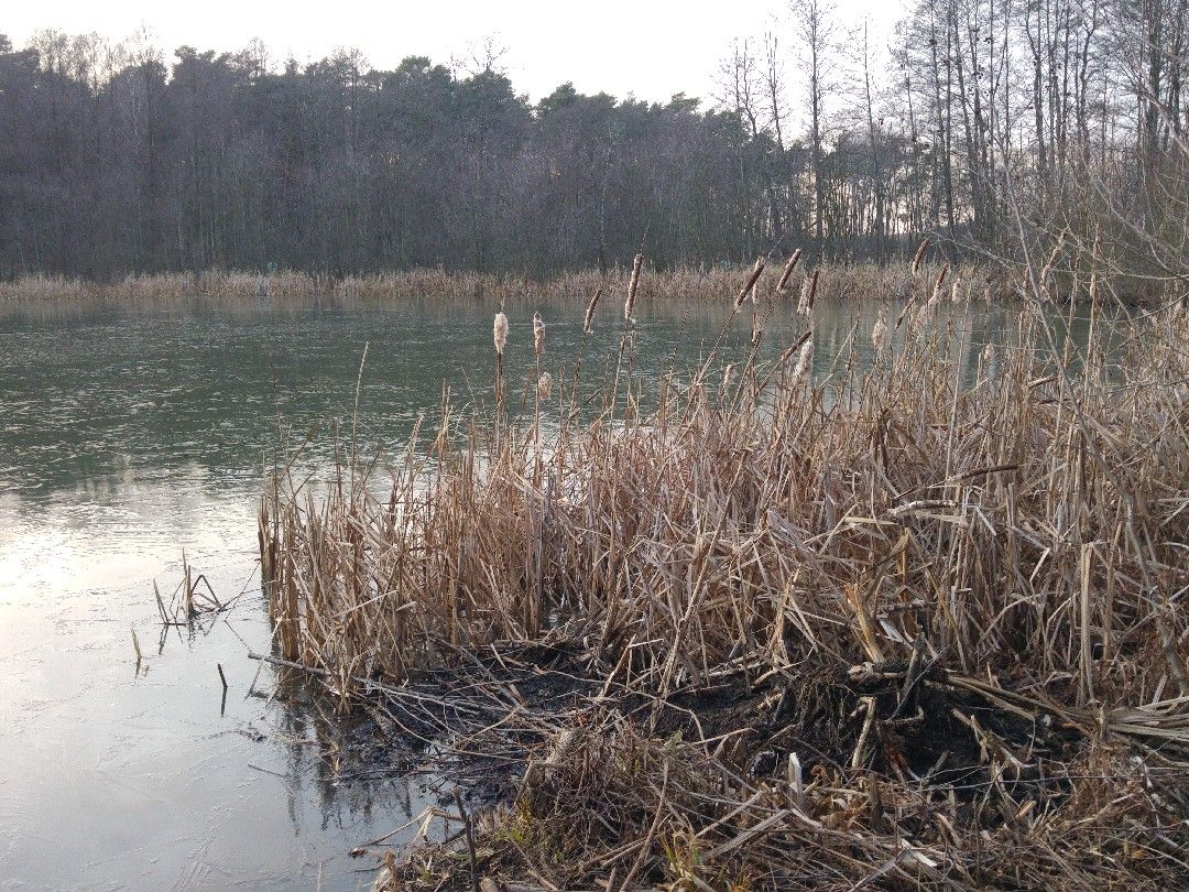 Koboldsee (Straupitz) angeln