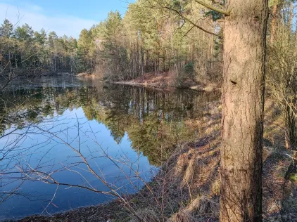 Birkenteich (Faßberg)