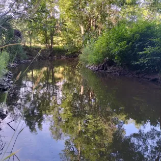 Weißer Main (Trebgast)
