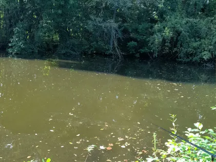 Birkenweiher (Gatersleben)