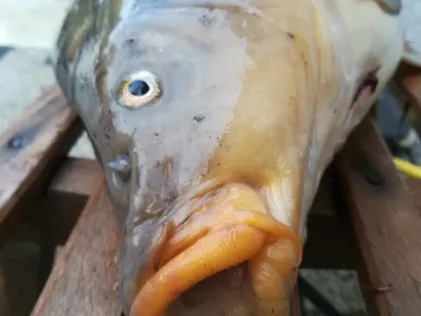 Oberer Eichbottsee