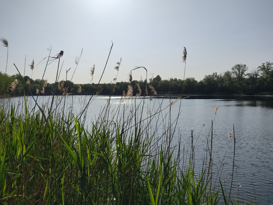 Friedhofsteich (Halle) angeln