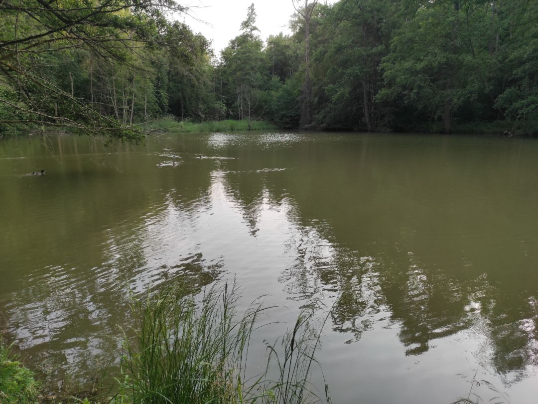 Stettertbachsee angeln