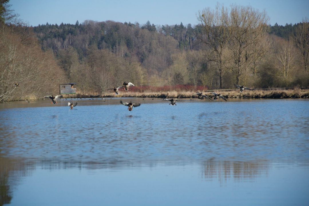 Schutter (Wellheim) angeln