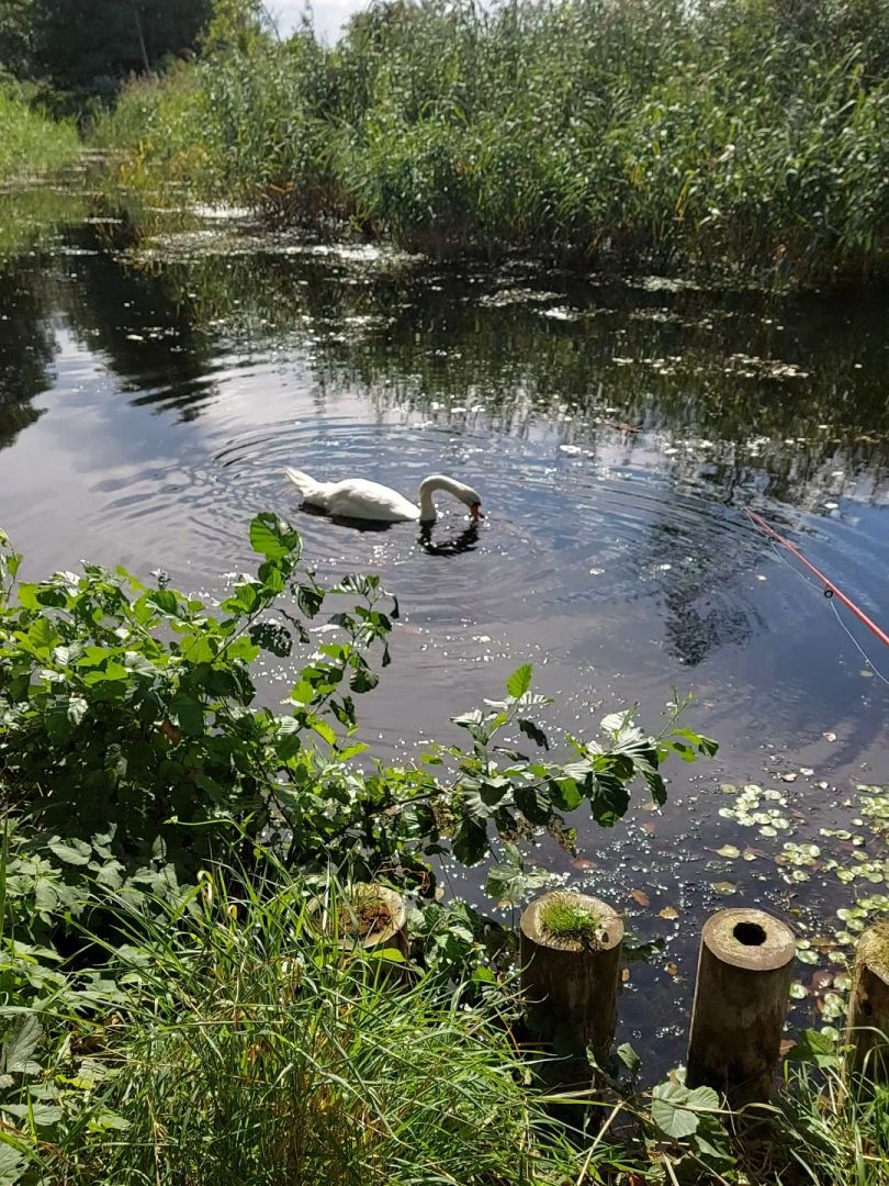 Galluner Kanal angeln