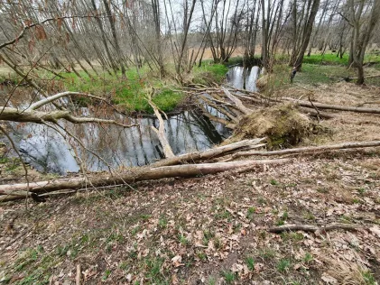 Augraben (Demmin)