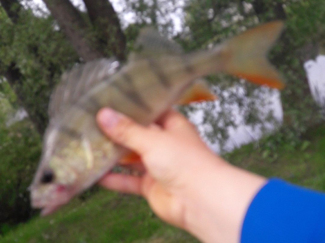 Stausee Farpen angeln