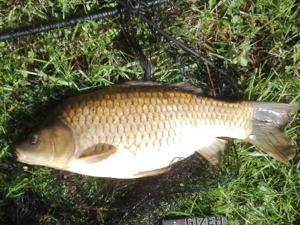 Teich ASV Bisten