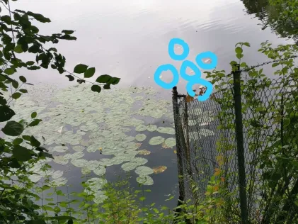 Mummelsee (Hähnichen)