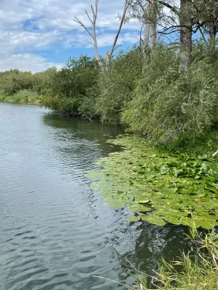 Radolfzeller Aach (Volkertshausen)