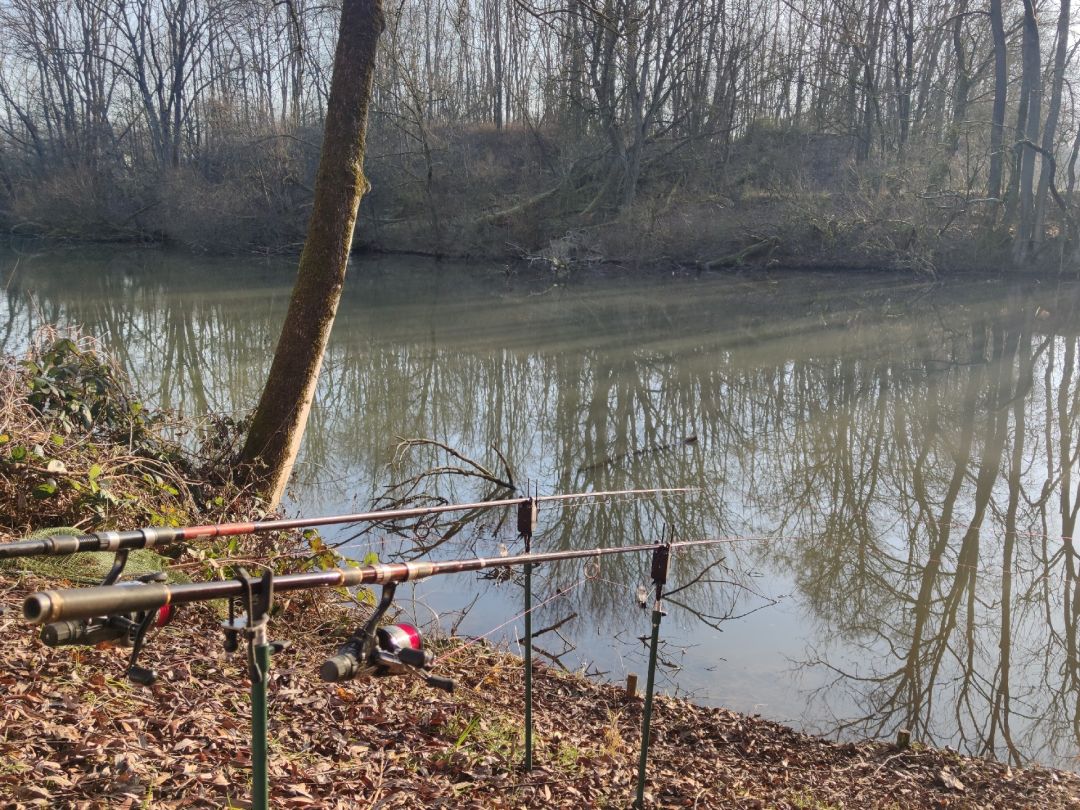Alter Neckar (Altbach) angeln