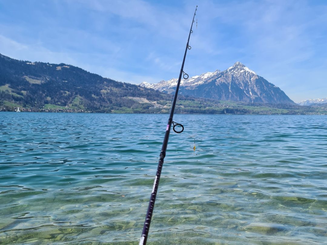 Thunersee angeln