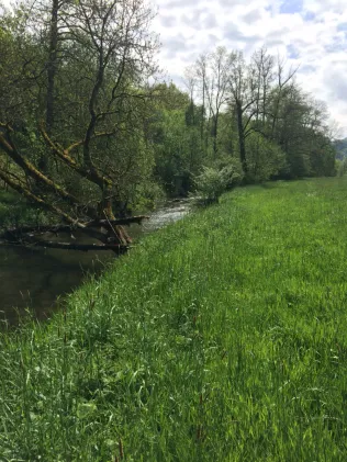 Wenne (Wenholthausen)