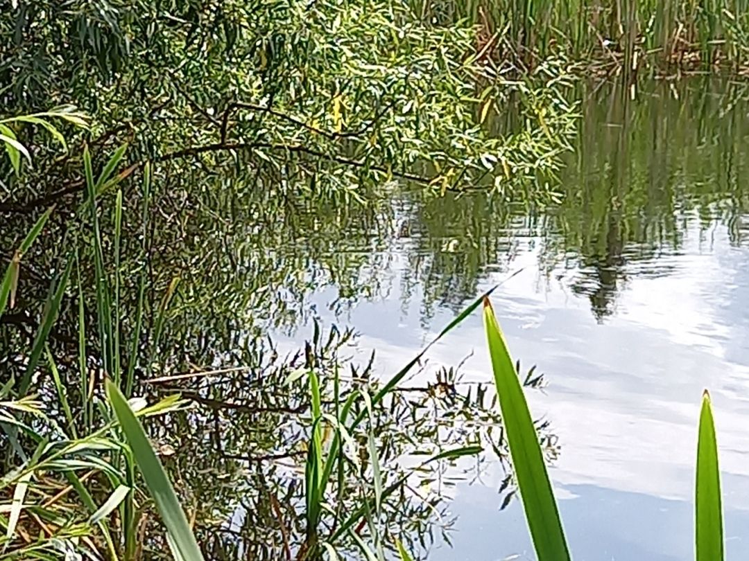 Teich Großfriesen angeln