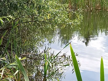 Teich Großfriesen