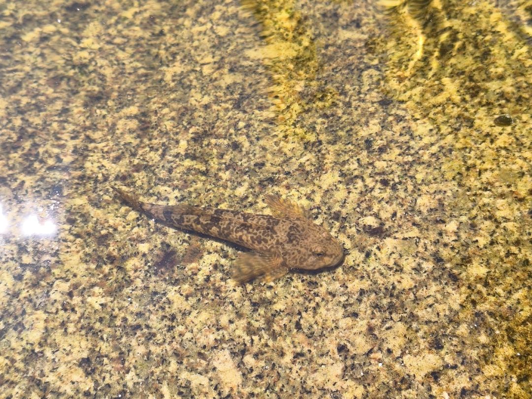 Murg (Forbach) angeln