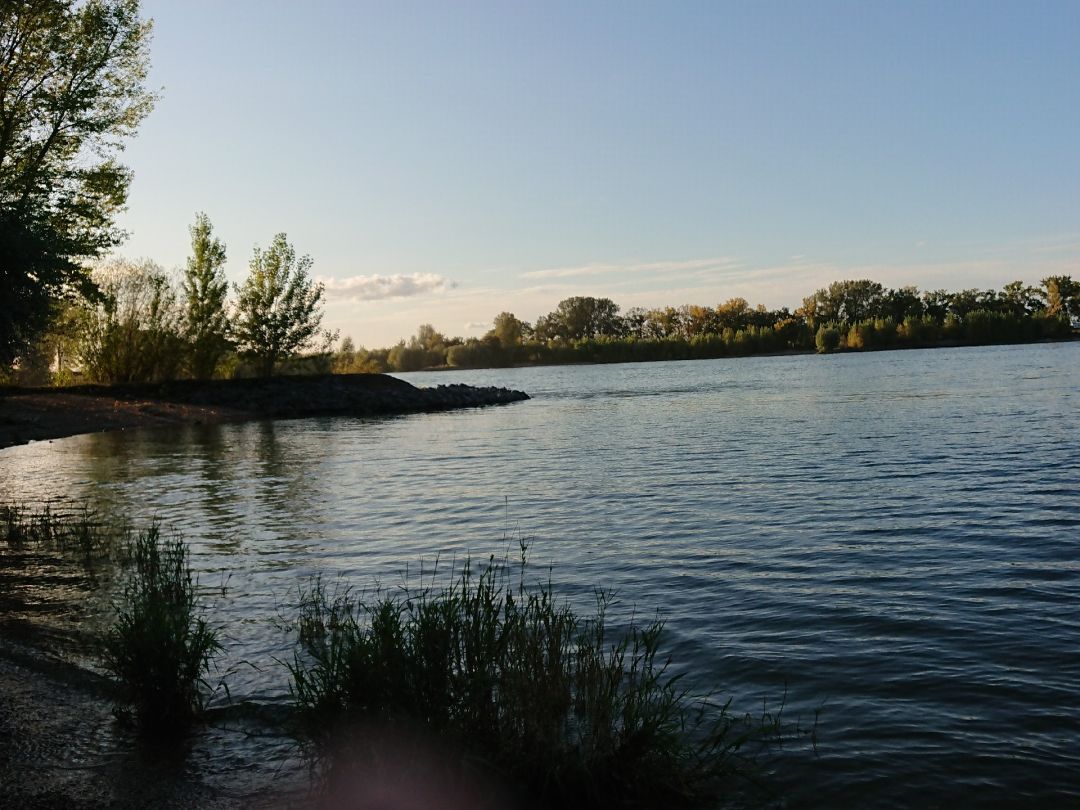 Rhein (Biblis - Hamm am Rhein) angeln