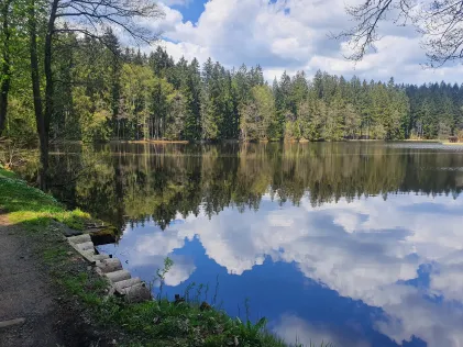 Hvozdný rybník