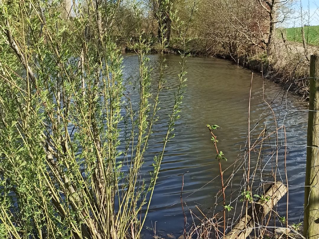 Privatweiher Reute angeln