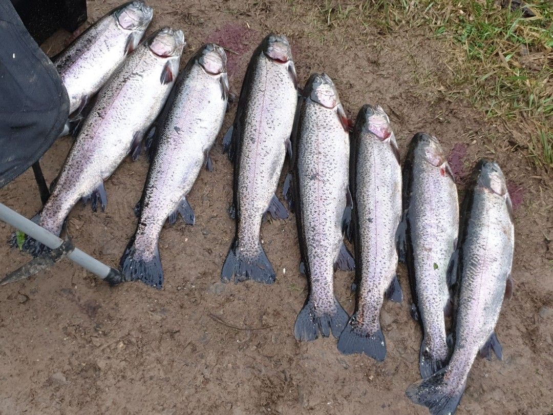 Fischzucht Borger (Wadrill) angeln