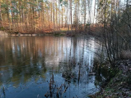 Waldteich (Faßberg)