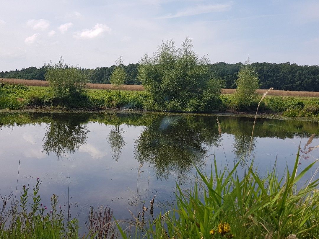 Barschteich (Elmenhorst-Lichtenhagen) angeln