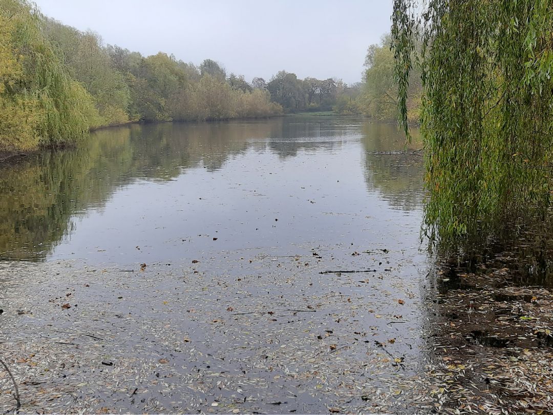 Rückhaltebecken Haldesdorfer Straße angeln