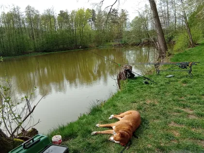 Badweiher (Engelmannsreuth)