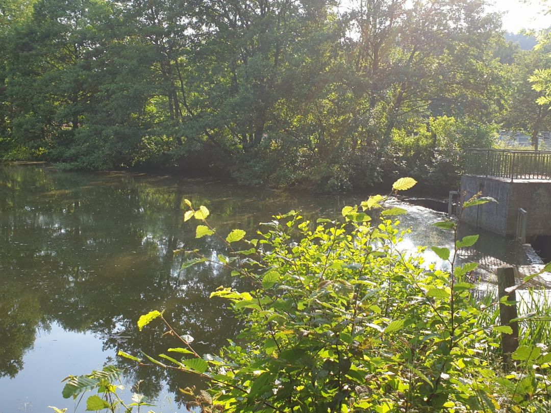 Tiergartenweiher (Braunfels) angeln