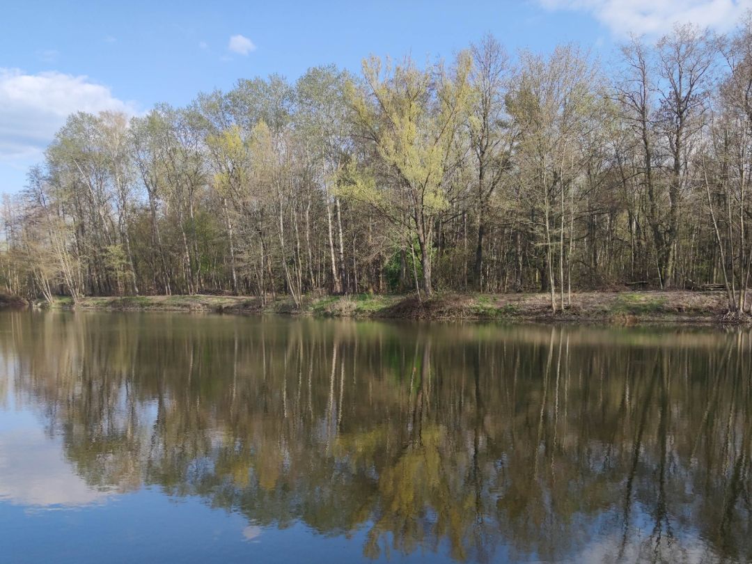 Forsteckweiher (Dieburg) angeln