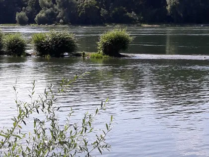 Rhein (Eggenstein)