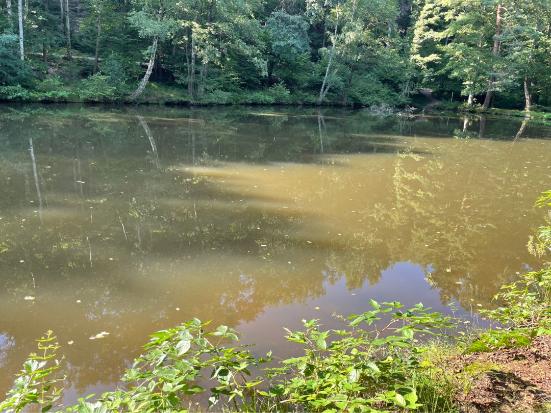 Teichanlage Kaltenbrunner Tal angeln