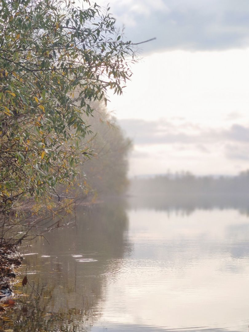 Möwensee (Nordhausen) angeln