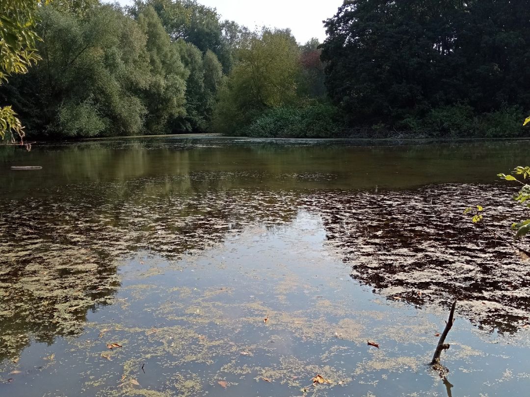 Pulverweidenteich (Halle) angeln