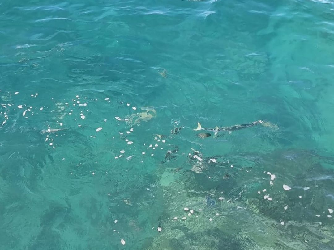 La Romana angeln