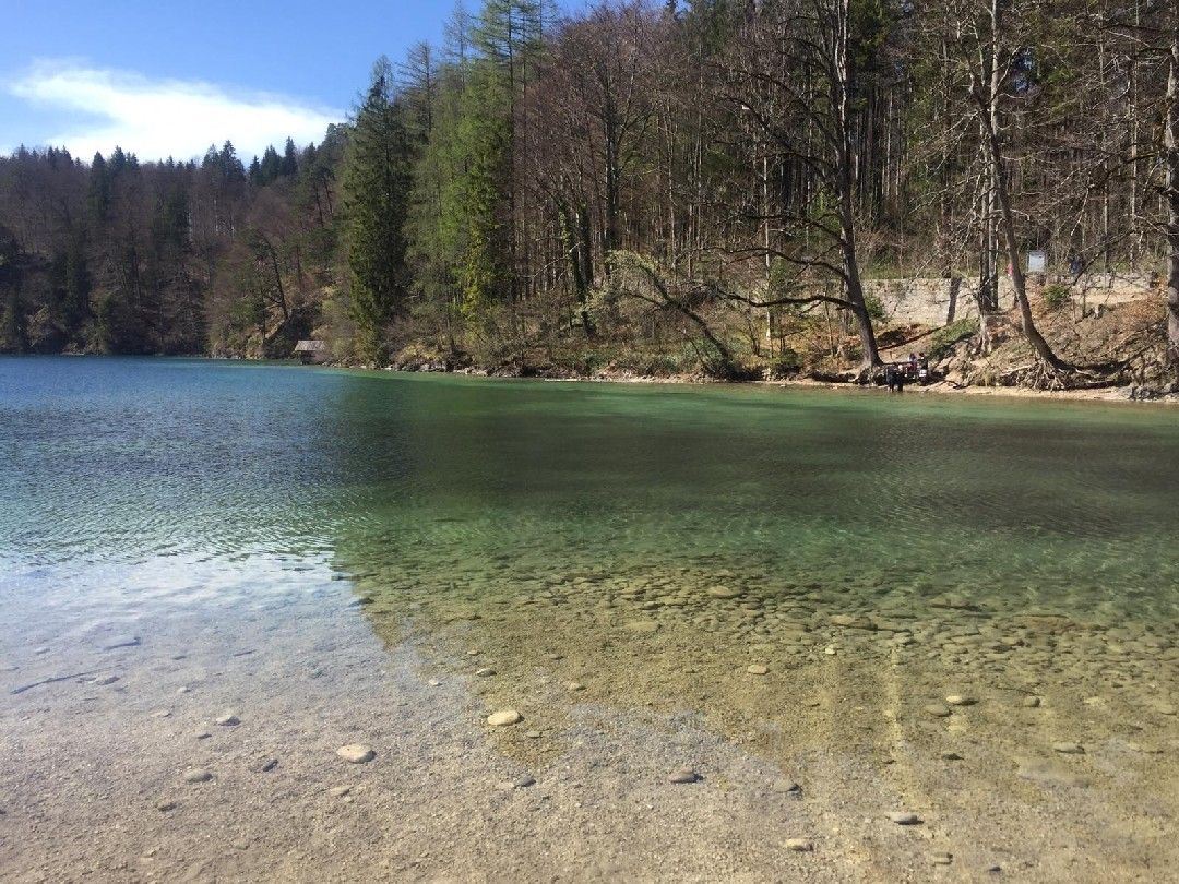 Alpsee (Hohenschwangau) angeln